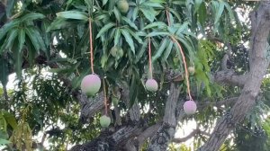 Как растёт манго? ? Miami Florida