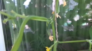 Как вырастить огурцы на балконе 4