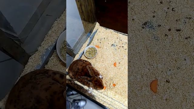 Выставка кроликов...ОДЕССА..Тигровый кролик самый красивый оказался смотреть онлайн