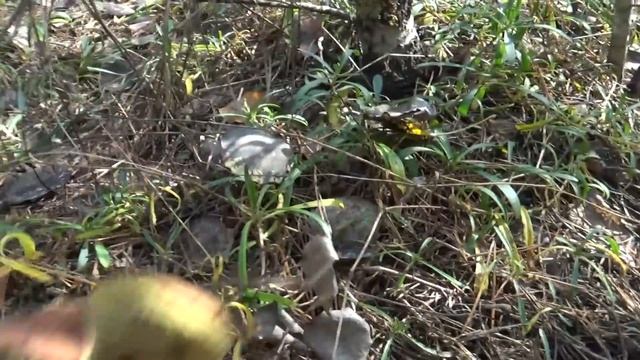 Где собирать грибы. Много польских грибов .Часть 1. смотреть онлайн