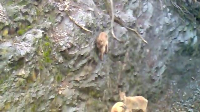 Козлы в горах.. смотреть онлайн