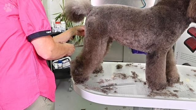 Commercial Barbet Grooming with Patricia Vanbesien | Groomania 2020 Grooming Demonstration смотреть онлайн