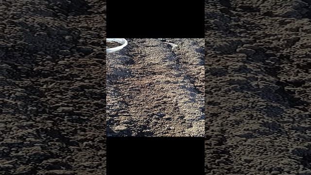 сажаем морковь ч2