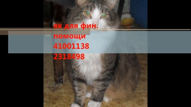 форум пес и кот .и те кого Вы можете спасти !!. смотреть онлайн