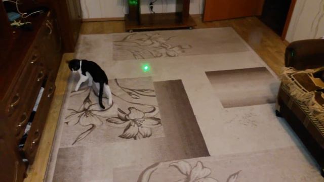 ЛАЙФХАК Как поиграть с кошкой в свободное время с помощью лазера смотреть онлайн