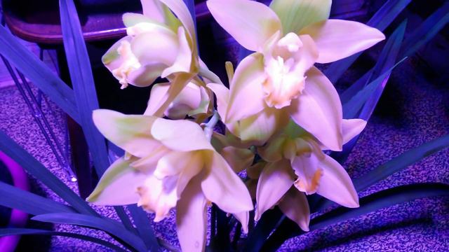 Цветение Орхидеи Цимбидиум, Cymbidium Shiny Yellow
