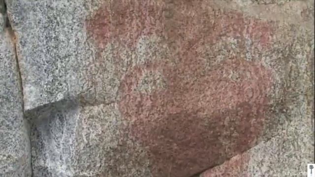 Mushroom Man: The Search for Agarikon by Bill Weaver смотреть онлайн