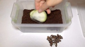 Улитки ахатины - размножение #2. Разведение улиток в домашних условиях