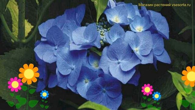 Гортензия крупнолистная блю вейв. Краткий обзор, описание характеристик, где купить саженцы Blue Wa смотреть онлайн