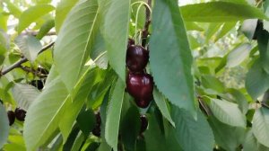 Черешня Октавия???. Формировка UFO