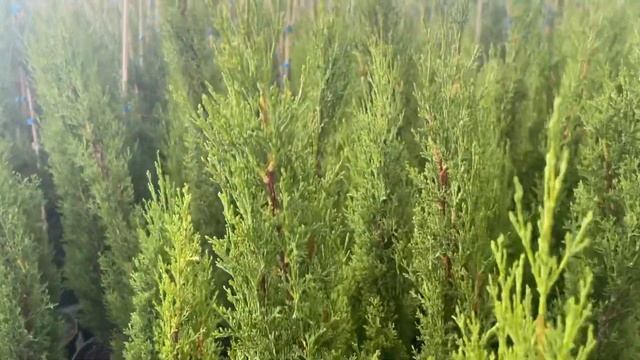 Кипарис вечнозеленый «Тотем». Высота: 90см. Контейнер 3 L. смотреть онлайн