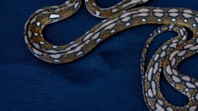 Beautiful snake | reticulayed python | home breed смотреть онлайн