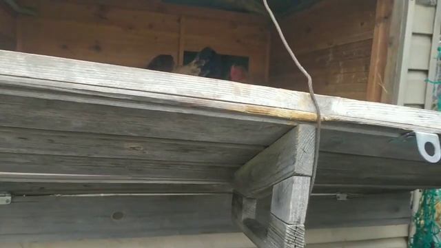 ЧТО?!?!!!! мы выпустили куриц нам капец смотреть онлайн