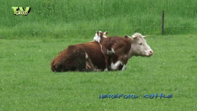 Acrobatic Hereford calf смотреть онлайн