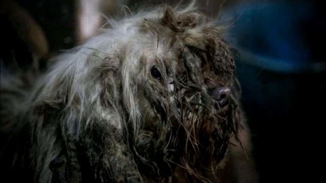 Пес, брошенный на корейской ферме для забоя, ждал самого худшего Как вдруг… смотреть онлайн