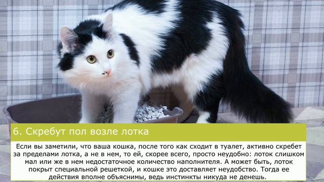 ТОП 10 причин, почему Ваши кошки делают это? смотреть онлайн