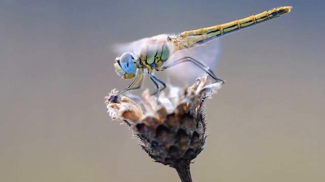 Таинственные звуки леса... смотреть онлайн