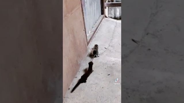 Енот схватил Крысу за Хвост? #shorts смотреть онлайн