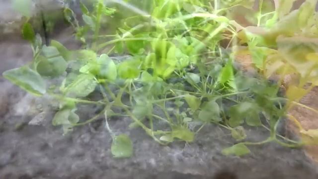 Что Случилось с Вечным Террариумом Спустя 5 Лет? Как Сделать Вечный Террариум смотреть онлайн