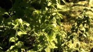 Лофант тибетский: бодрость придает!