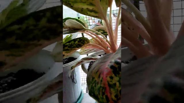 #short _ How to propagate Caladium Aglaonema/ val's Creation: val frias смотреть онлайн