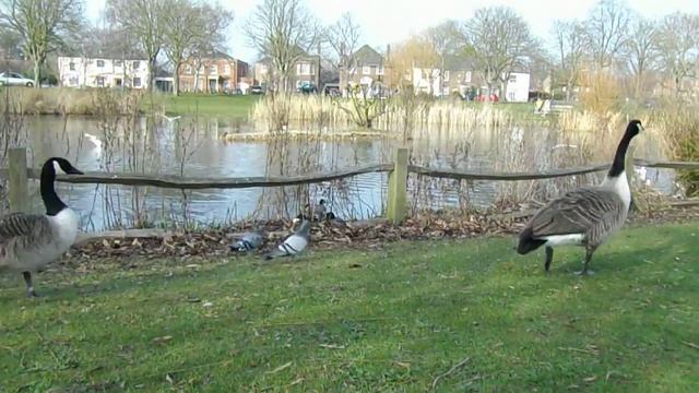 Pentax Optio VS20 camera 720p 30fps test video смотреть онлайн