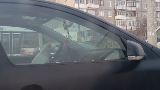 Ужасная Жестокость/Погром в Мурманском приюте/Мурманский приют для животных/Жестокость с животными смотреть онлайн