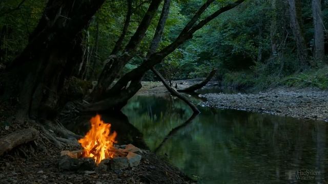 Почему черная смородина цветет, но не плодоносит? смотреть онлайн