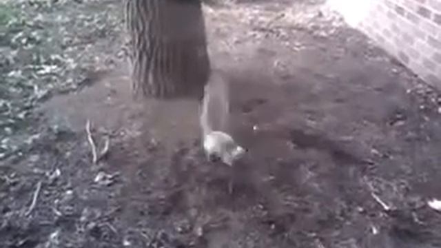 У белки белочка о_О смотреть онлайн