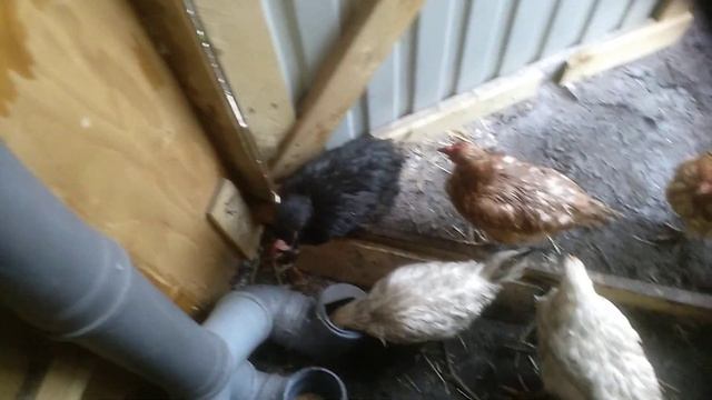 @10 суточная норма кормов для кур несушек, 140гр. миф или реальность смотреть онлайн