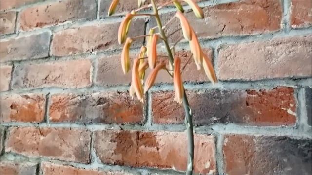 Цветение Хавортии/Flowering Of Haworthii смотреть онлайн