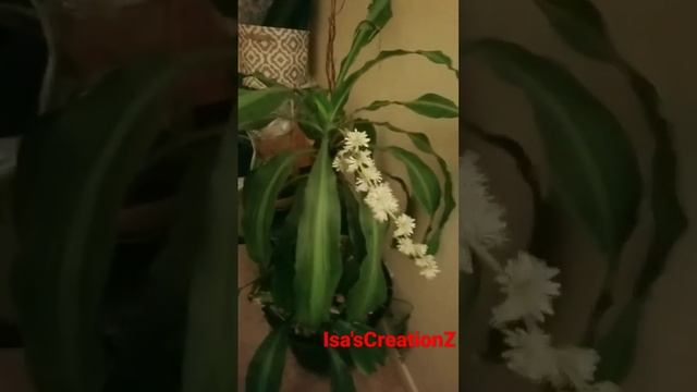 This very popular houseplant Corn Plant, Dracaena fragrans, Dracaena massangeana. смотреть онлайн