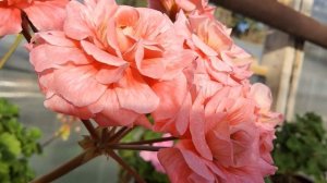 #530.Бесподобное цветение пеларгонии ЮВ Карфаген!