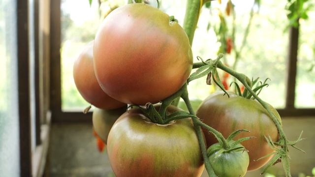 Томат Первый Снег Файлена. Сорт в лучших традициях чёрных томатов! смотреть онлайн