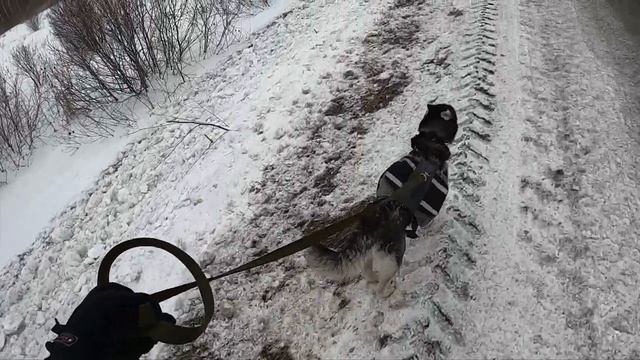 Первая тренировка собаки Хаски. Команда 