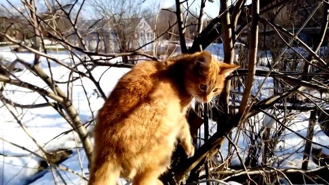 Kitten in a tree Рыжая кошечка на дереве смотреть онлайн