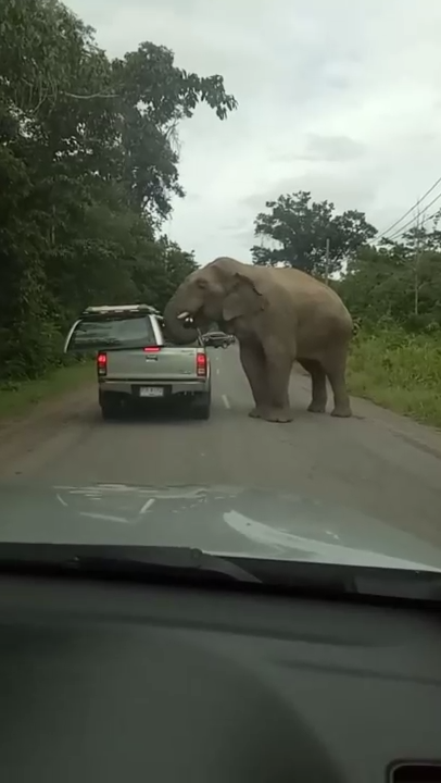 Слон ищет еду смотреть онлайн