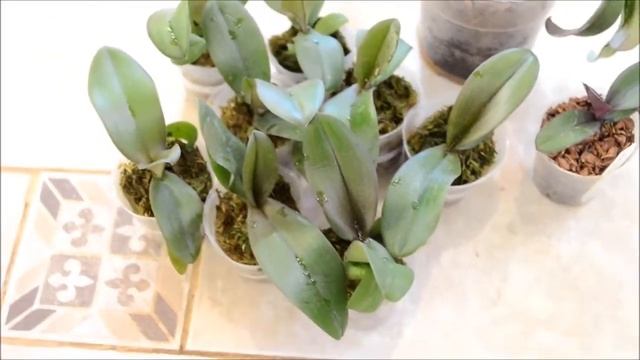 Асконопсис Ирен Добкин смотреть онлайн