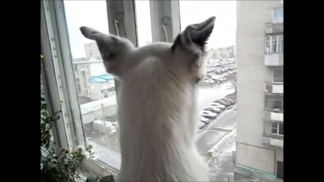 Уши на вершине горы в саду смотреть онлайн