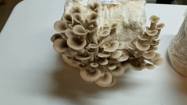 STRAIN FEATURE: Michigan Oyster (Pleurotus ostreatus) from Fresh Fungi смотреть онлайн