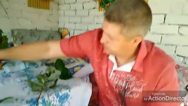 Кролики породы Серебро. смотреть онлайн
