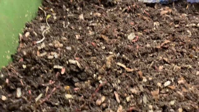 The Hungry Bin. Update and feeding week 8. смотреть онлайн