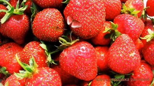 Земляника садовая Белруби (fragaria ananassa) ? Белруби обзор: как сажать, рассада земляники Белруб смотреть онлайн
