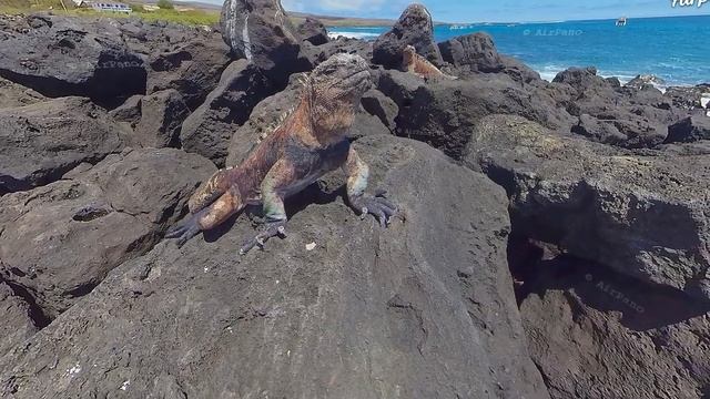 Галапагосы Красивая География смотреть онлайн