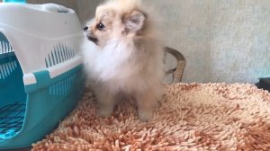 Вес щенка шпица в 4,5 месяца?