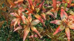 Танго цветов. Flowers tango