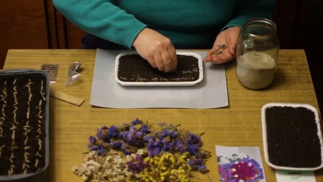 Пикировка однолетней  статицы (кермека) посев бромуса и двух многолетних статиц.