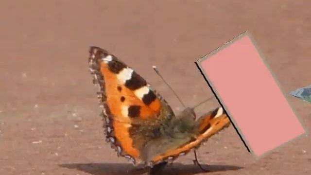 Жадовка-моя Родина.avi смотреть онлайн