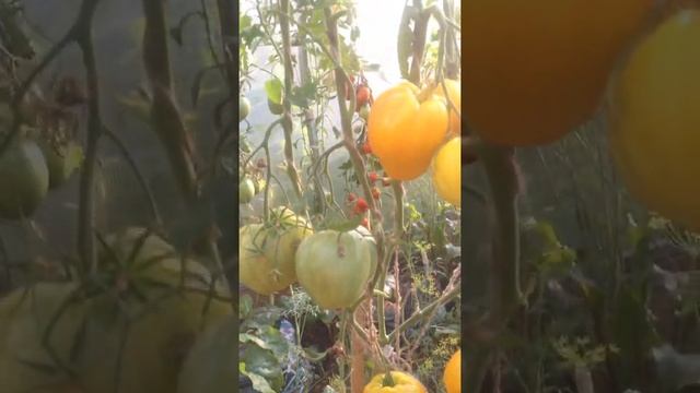 Обзор томата Золотые купола. смотреть онлайн
