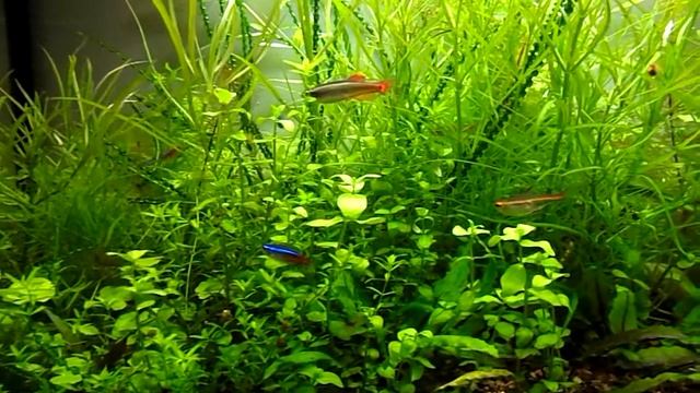 Белый фон в аквариуме. смотреть онлайн